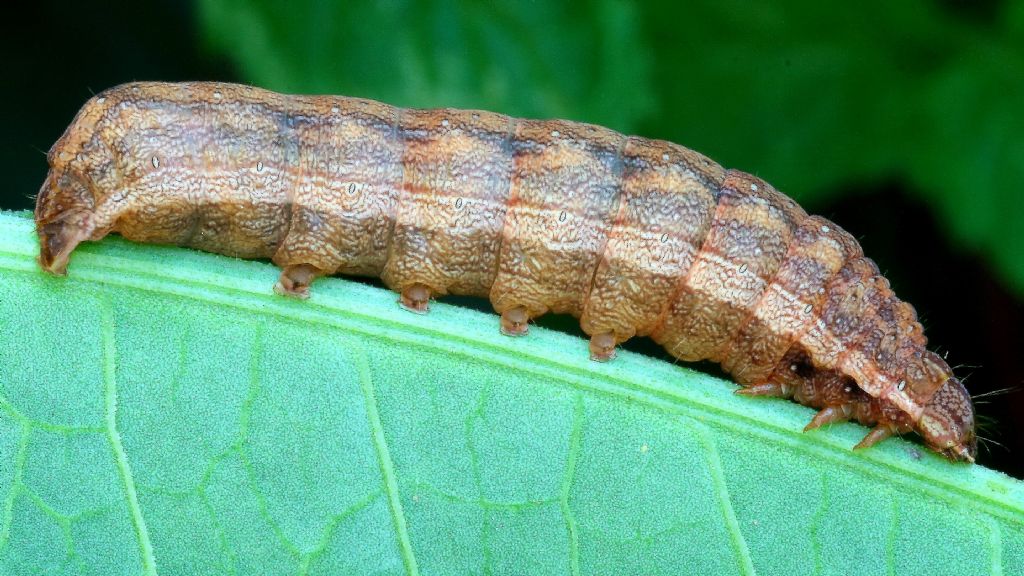 Dypterygia scabriuscula - Noctuidae